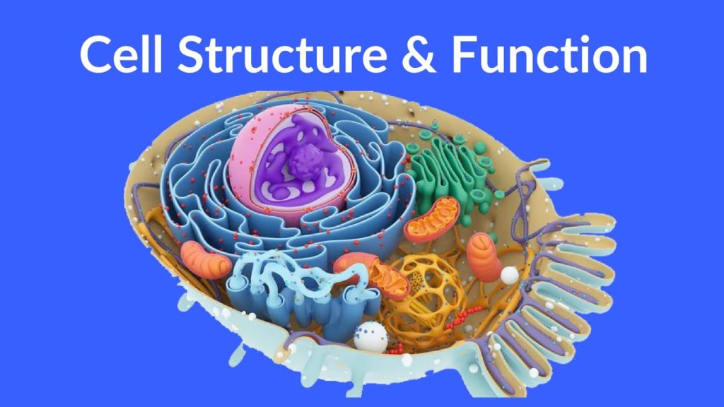 cell functions