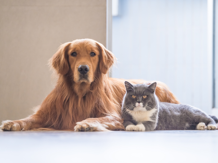 Safeguarding Pet Dogs Against Parasite attacks